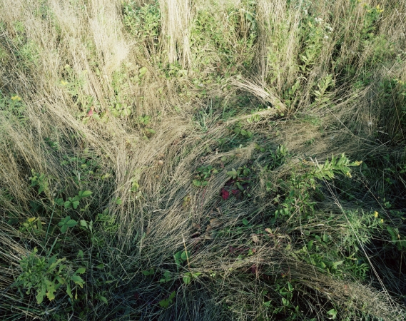 Katherine Wolkoff<br /> <i>Deerbeds 09</i>, 2007<br /> Archival Pigment Print<br /> 20x24" Edition of 7<br /> 40x50" Edition of 7