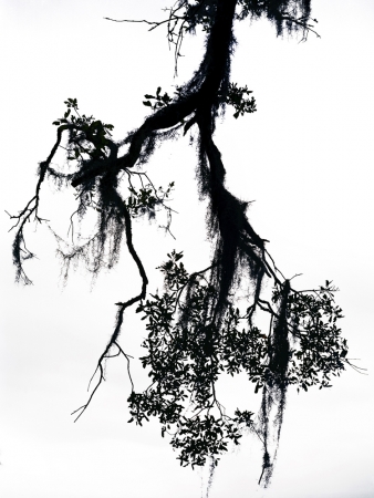 Katherine Wolkoff<br /> <i>Untitled 11</i>, Georgia, Nocturne, 2005<br /> Archival Pigment Print<br /> 20x24" Edition of 7<br /> 30x40" Edition of 7