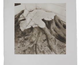Stephen Hilger, Weeping Fig III, 2019/2021, photogravure, 24 x 21 inches, unique