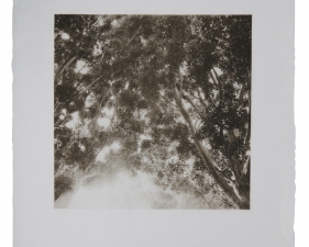 Stephen Hilger, Weeping Fig II, 2019/2021, photogravure, 24 x 21 inches, unique.