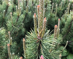 Jude Broughan, Mugo Pine, Pandemic Cemetery Walk, 2022