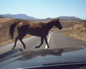 The Family Acid, Wild Horse Encounter, August 1978
