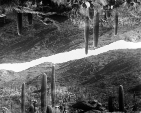 Natalie Brescia, Saguaro, National Park,AZ, 2024