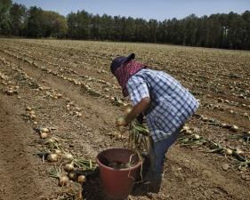 Gillian Laub<br /> <em>Onion harvesting</em>, 2010<br /> Archival pigment ink prints<br /> 11 x 14" and 20 x 24" &nbsp; &nbsp;Shared edition of 8