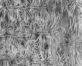 Katherine Wolkoff, Bark Beetle I, Scolytus multistriatus, 2016, Silver gelatin, 24 x 30 inches, edition of 7, 40 x 50 inches, edition of 7.