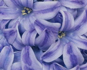 Ron van Dongen<br /> <em>Hyacinthus 'Blue Pearl' (CSL 101), 2005</em><br /> Pigment Ink Print<br /> 20x24" edition of 30<br /> 40x48", edition of 5