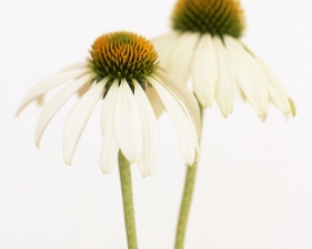Ron van Dongen<br /> <em>Echinacea 'White Swan' (CSL 068), 2005</em><br /> Pigment Ink Print<br /> 20x24" edition of 30<br /> 40x48", edition of 5