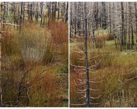 Laura McPhee<br /> <em>Early Spring (Lodgepole and Willows), </em>2008<br /> Digital chromogenic print<br /> 30 x 40" &nbsp; &nbsp;Edition of 5<br /> 40 x 50" &nbsp; &nbsp;Edition of 5<br /> 50 x 60" &nbsp; &nbsp;Edition of 5