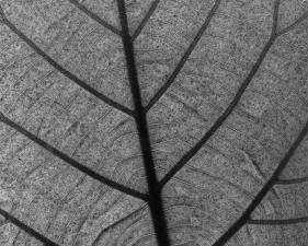 Andreas Feininger<br /> <em>Leaf (Birch), 1970</em><br /> vintage gelatin silver print<br /> 14 x 11"<br /> signed on verso
