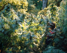 <strong>Mel Frank</strong><br /> <i>Tanya in Durban Poison Field, Sonoma  County, CA</i>, 1979<br /> Edition of 7<br /> Archival pigment print<br /> 20 x 30 inches
