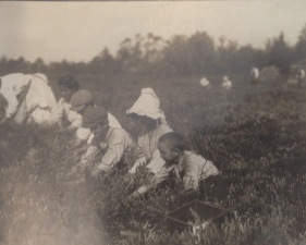 Lewis Hine<br /> <i>Slaves of the Sour Red Berries at Work</i>, 1910<br /> Silver gelatin print<br /> 4 x 5 inches (unique)