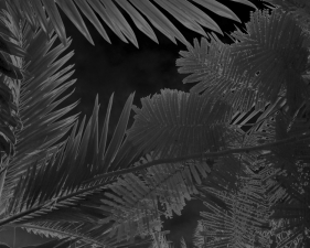 Karine Laval<br /> <em>Untitled # 3&nbsp;</em>from the <em>Black Palms&nbsp;</em>Series, 2014<br /> Chromogenic print<br /> 50 x 40" &nbsp; &nbsp;Edition of 5<br />