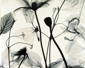 Judith McMillan<br /> <em>Clematis and Lepidoptra, 1998</em><br /> Toned gelatin silver print<br /> Signed, titled and dated on verso<br /> 10 x 8" &nbsp; &nbsp;Edition of 25<br /> 20 x 16" &nbsp; &nbsp;Edition of 15