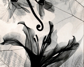 Judith McMillan<br /> <em>Lilium (Lili), 1999</em><br /> Toned gelatin silver print<br /> Signed, titled and dated on verso<br /> 10 x 8" &nbsp; &nbsp;Edition of 25<br /> 20 x 16" &nbsp; &nbsp;Edition of 15