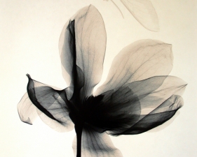 Judith McMillan<br /> <em>Magnolia and Moth, 1998</em><br /> Toned gelatin silver print<br /> Signed, titled and dated on verso<br /> 10 x 8" &nbsp; &nbsp;Edition of 25<br /> 20 x 16" &nbsp; &nbsp;Edition of 15