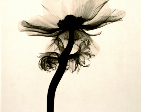 Judith McMillan<br /> <em>Anemone Coronaria 1 (Anemone), 2002</em><br /> Toned gelatin silver print<br /> Signed, titled and dated on verso<br /> 10 x 8" &nbsp; &nbsp;Edition of 25<br /> 20 x 16" &nbsp; &nbsp;Edition of 15