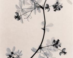 Judith McMillan<br /> <em>Optic Exploration: Akebia Quinata (Akebia Vine), 2001</em><br /> Toned gelatin silver print<br /> Signed, titled and dated on verso<br /> 10 x 8" &nbsp; &nbsp; Edition of 25<br /> 20 x 16" &nbsp; &nbsp; Edition of 15<br />