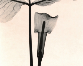 Judith McMillan<br /> <em>Optic Exploration: Arisaema Triphyllum (Jack-in-the-Pulpit), 2000</em><br /> Toned gelatin silver print<br /> Signed, titled and dated on verso<br /> 10 x 8" &nbsp; &nbsp;Edition of 25<br /> 20 x 16" &nbsp; &nbsp;Edition of 15