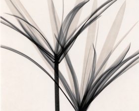 Judith McMillan<br /> <em>Optic Exploration: Cyperus Alternifolius (Papyrus), 2000</em><br /> Toned gelatin silver print<br /> Signed, titled and dated on verso<br /> 10 x 8" &nbsp; &nbsp;Edition of 25<br /> 20 x 16" &nbsp; &nbsp;Edition of 15