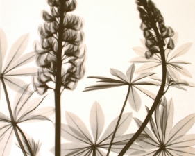 Judith McMillan<br /> <em>Optic Exploration: Lupinus (lupine), 2001</em><br /> Toned gelatin silver print<br /> Signed, titled and dated on verso<br /> 10 x 8" &nbsp; &nbsp;Edition of 25<br /> 20 x 16" &nbsp; &nbsp;Edition of 15