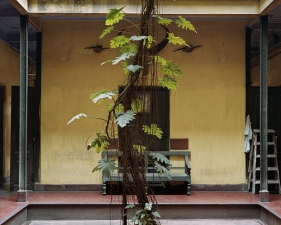 Laura McPhee<br /> <span style="font-size:12px;"><em><span style="font-family: arial, sans-serif;">Split Leaf Philodendron, Dawn House, North Kolkata, 2005</span></em></span><br /> Archival Pigment Ink Prints<br /> 50 x 40" Edition of 5 <br />Additional sizes available, please contact gallery for more information