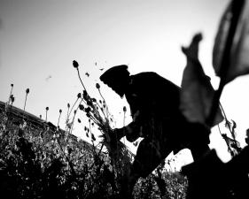 Paolo Pellegrin<br /> <em>A farmer collects poppies in Badakshan province, Afghanistan. June 2006</em><br /> Pigment ink print<br />20 x 24” &nbsp; &nbsp;Edition of 10 plus 2 APs<br /> 30 x 40” &nbsp; &nbsp;Edition of 5 plus 2 APs<br /> 48 x 70” &nbsp; &nbsp;Edition of 3 plus 2 APs