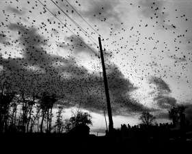 Paolo Pellegrin<br /> <em>Kosovo, Town of Pristina, Crows over Cemetery, </em>2000<br /> Pigment ink print<br /> 20 x 24” &nbsp; &nbsp;Edition of 10 plus 2 APs<br /> 30 x 40” &nbsp; &nbsp;Edition of 5 plus 2 APs<br /> 48 x 70” &nbsp; &nbsp;Edition of 3 plus 2 APs&nbsp;<br />