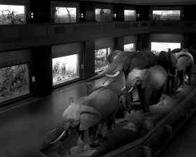 Matthew Pillsbury<br /> <em>Escaping Elephants, Museum of Natural History, NYC, </em>2004<br /> Archival pigment ink prints<br /> 13 x 19"&nbsp;&nbsp;&nbsp; Edition of 20<br /> 30 x 40"&nbsp;&nbsp;&nbsp; Edition of 10<br /> 50 x 60"&nbsp;&nbsp;&nbsp; Edition of 3