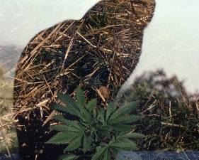 Roger Steffens and The Family Acid<br /> <i>Cat Grass, Big Sur, CA, August,&nbsp;</i>1970<br /> Archival pigment print<br /> 24 x 20" &nbsp; &nbsp; Edition of 8