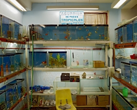Jeffrey Milstein<br /> <em>Tropical Fish Store, Havana, Cuba, </em>2004<br /> Archival pigment prints<br /> 16 x 24" &nbsp; &nbsp;Edition of 15<br /> 22 x 33" &nbsp; &nbsp;Edition of 5