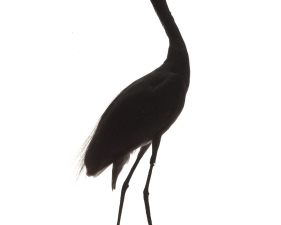 Katherine Wolkoff<br /> <i>Great Egret</i>, (001), 2005<br /> Archival Pigment Print<br /> 11x14" Edition of 7