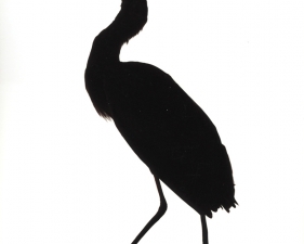 Katherine Wolkoff<br /> <i>Great Blue Heron</i>, 2005<br /> Archival Pigment Print<br /> 11x14" Edition of 7