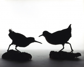 Katherine Wolkoff<br /> <i>Virginia Rail</i>, 2005<br /> Archival Pigment Print<br /> 11x14" Edition of 7