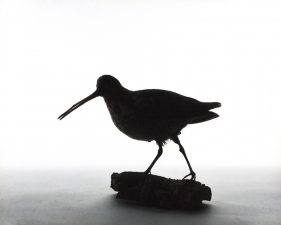 Katherine Wolkoff<br /> <i>Wilsons Snipe</i>, (055), 2005<br /> Archival Pigment Print<br /> 11x14" Edition of 7
