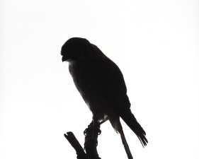 Katherine Wolkoff<br /> <i>American Kestral</i>, (060), 2005<br /> Archival Pigment Print<br /> 11x14" Edition of 7