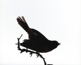 Katherine Wolkoff<br /> <i>Northern Oriole</i>, (087), 2005<br /> Archival Pigment Print<br /> 11x14" Edition of 7