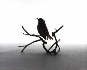 Katherine Wolkoff<br /> <i>Yellow Warbler</i>, (094), 2005<br /> Archival Pigment Print<br /> 11x14" Edition of 7