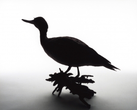 Katherine Wolkoff<br /> <i>Northern Pintail</i>, (205), 2005<br /> Archival Pigment Print<br /> 11x14" Edition of 7
