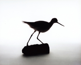 Katherine Wolkoff<br /> <i>Greater Yellow Legs</i>, (210), 2005<br /> Archival Pigment Print<br /> 11x14" Edition of 7