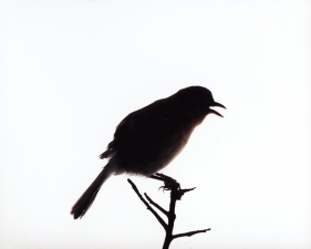 Katherine Wolkoff<br /> <i>Yellow Breasted Chat</i>, (231), 2005<br /> Archival Pigment Print<br /> 11x14" Edition of 7