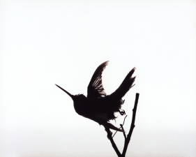 Katherine Wolkoff<br /> <i>Hummingbird</i>, 2005<br /> Archival Pigment Print<br /> 11x14" Edition of 7