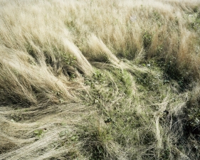 Katherine Wolkoff<br /> <i>Deerbeds 02</i>, 2007<br /> Archival Pigment Print<br /> 20x24" Edition of 7<br /> 40x50" Edition of 7