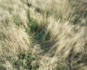 Katherine Wolkoff<br /> <i>Deerbeds 05</i>, 2007<br /> Archival Pigment Print<br /> 20x24" Edition of 7<br /> 40x50" Edition of 7
