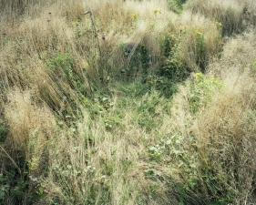 Katherine Wolkoff<br /> <i>Deerbeds 07</i>, 2007<br /> Archival Pigment Print<br /> 20x24" Edition of 7<br /> 40x50" Edition of 7