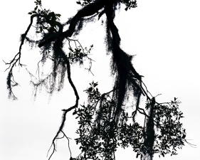 Katherine Wolkoff<br /> <i>Untitled 11</i>, Georgia, Nocturne, 2005<br /> Archival Pigment Print<br /> 20x24" Edition of 7<br /> 30x40" Edition of 7